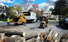 How Our Tree Care Process Works  in Coats, NC